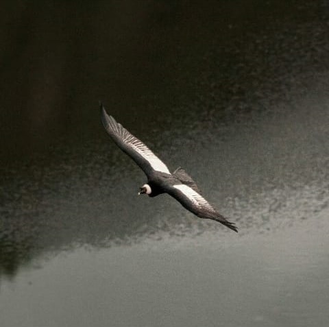 antisana birding tour