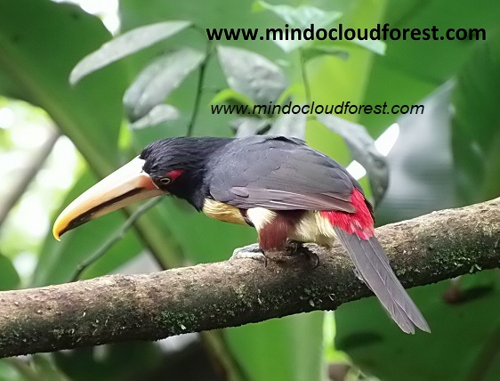 mindo birding and hiking tour