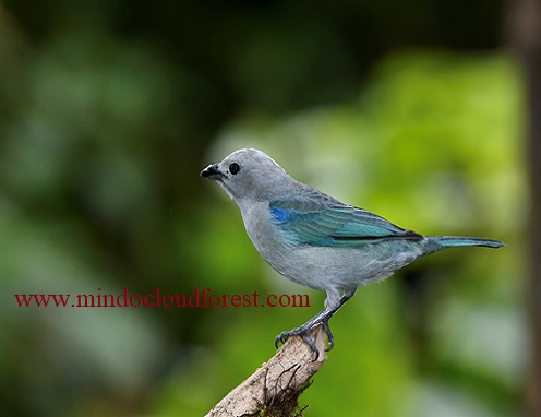 ecuador birds tour