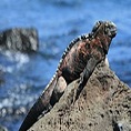 galapagos wildlife