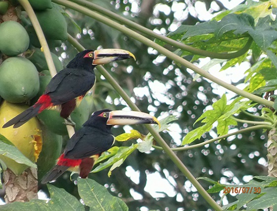 mindo bird tour