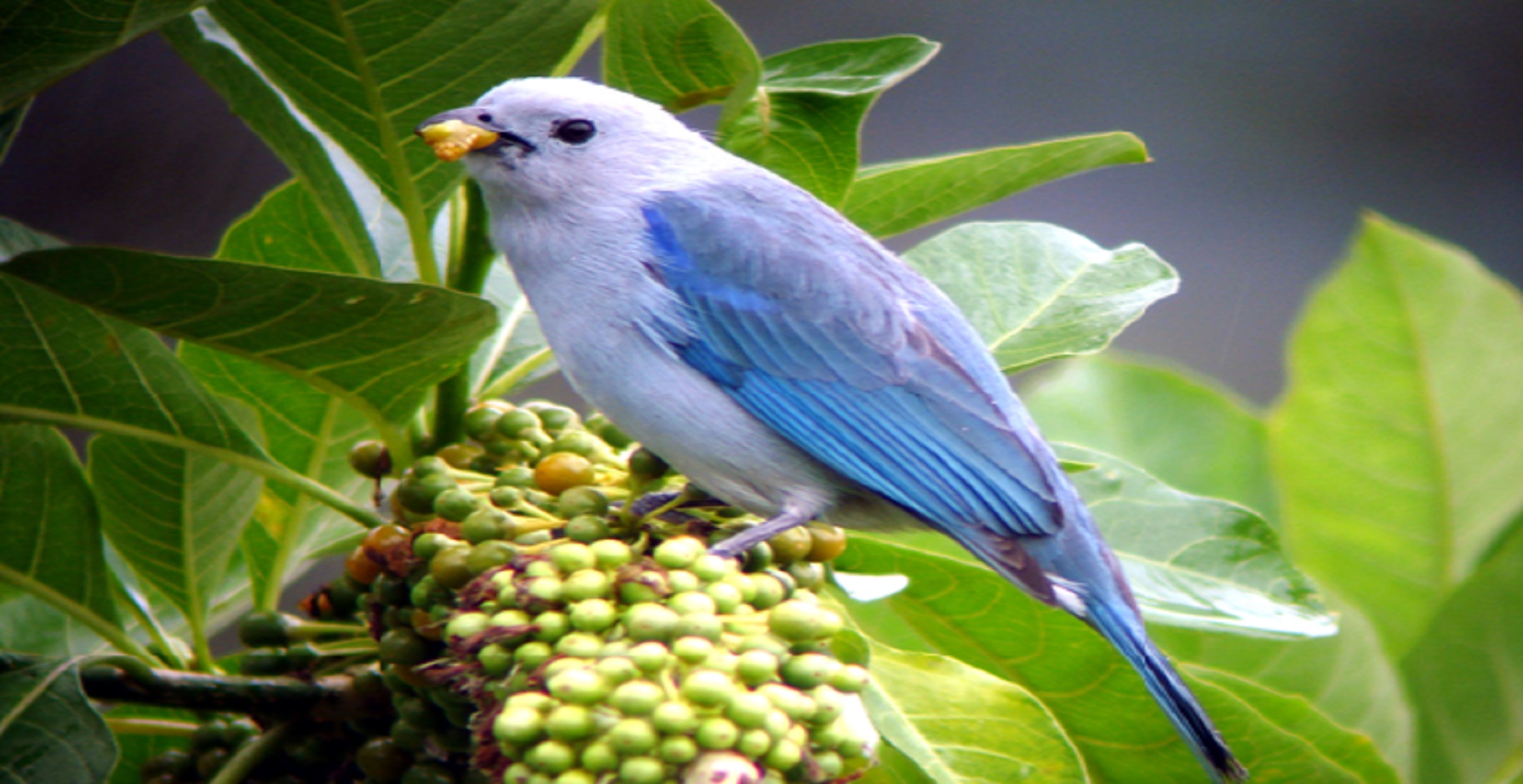 mindo birding tour