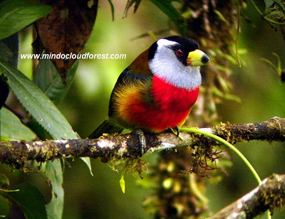 mindo birding tour