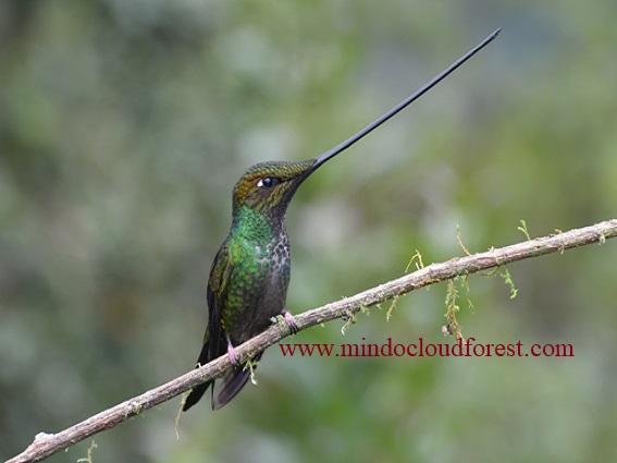 mindo birding tour