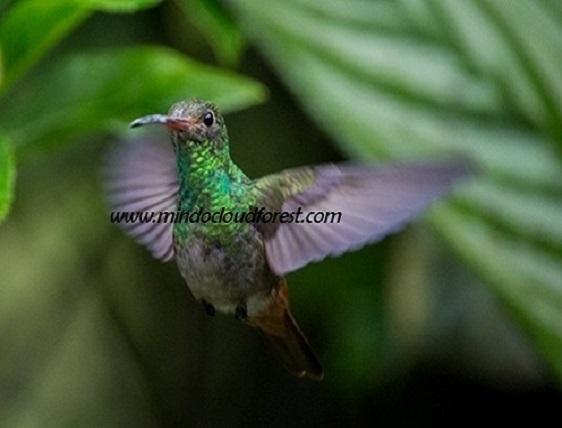 mindo cloud forest tour