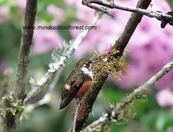 mindo birding tour