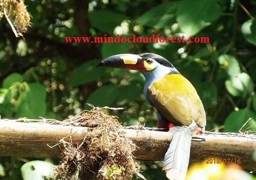 mindo tour of toucans