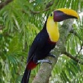 mindo tour of toucans