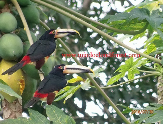 tour of toucans