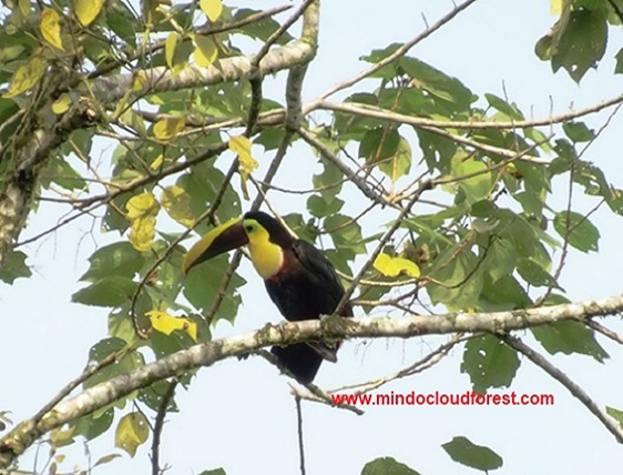 tour of toucans