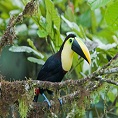 mindo cloud forest tours