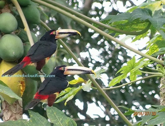 mindo birding tour