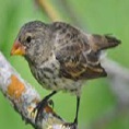 wildlife galapagos finch