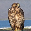 wildlife galapagos hawk