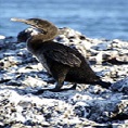 wildlife galapagos pinguin