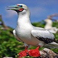 wildlife galapagos red footed booby